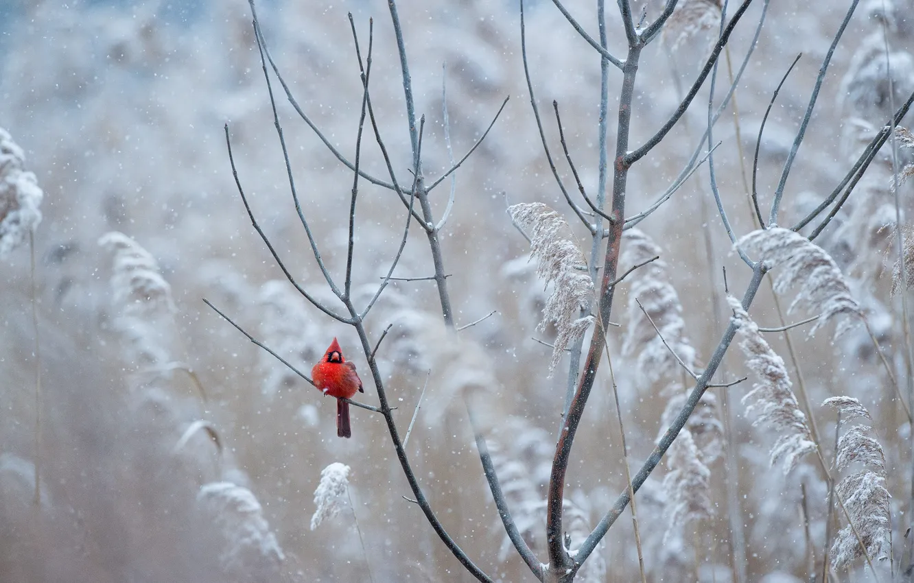 Photo wallpaper red, bird, winter, freeze, wildlife, Cardinal, frost, snowing