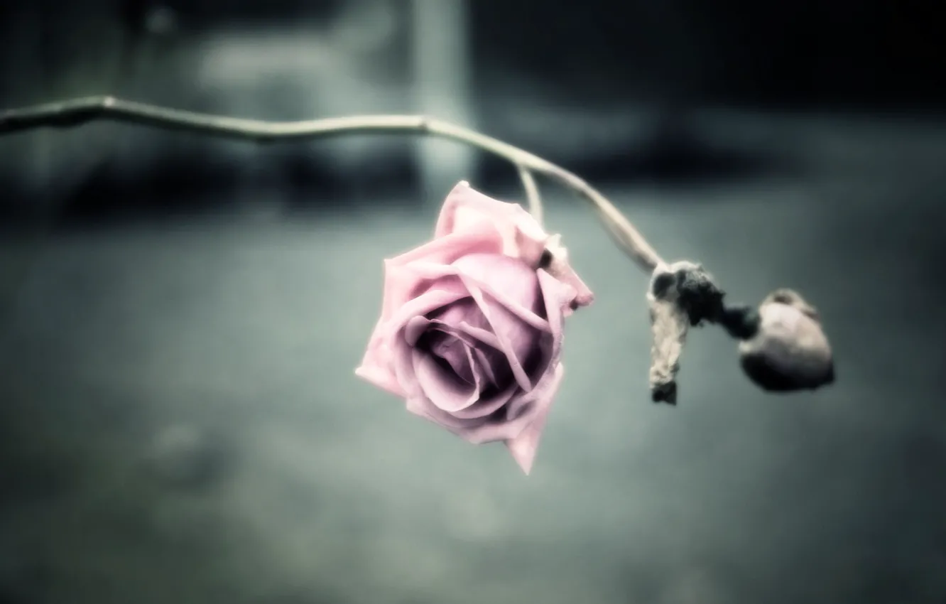 Photo wallpaper flower, photo, background, Wallpaper, rose, treatment, petals, stem
