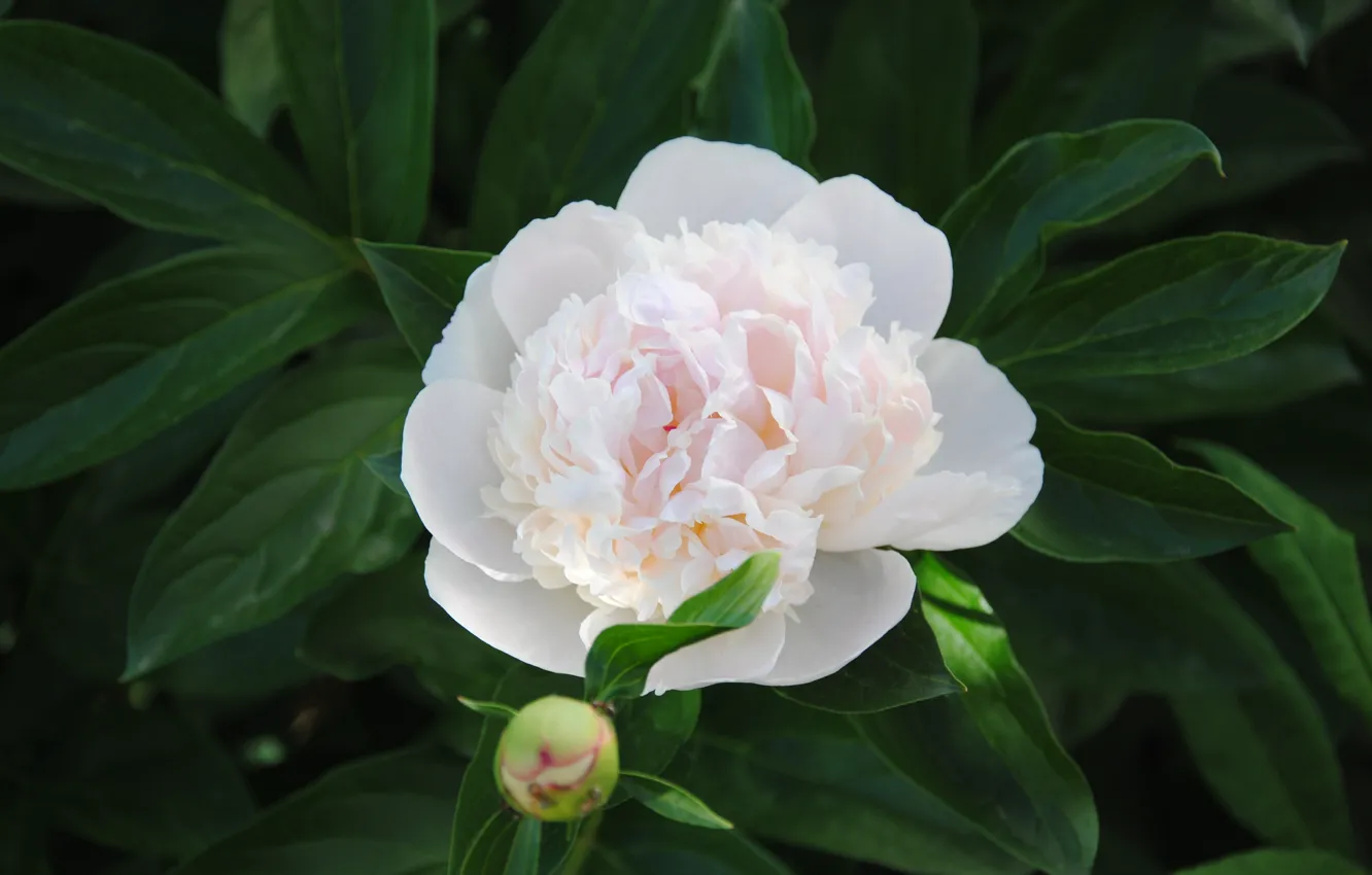 Photo wallpaper greens, flowers, peonies