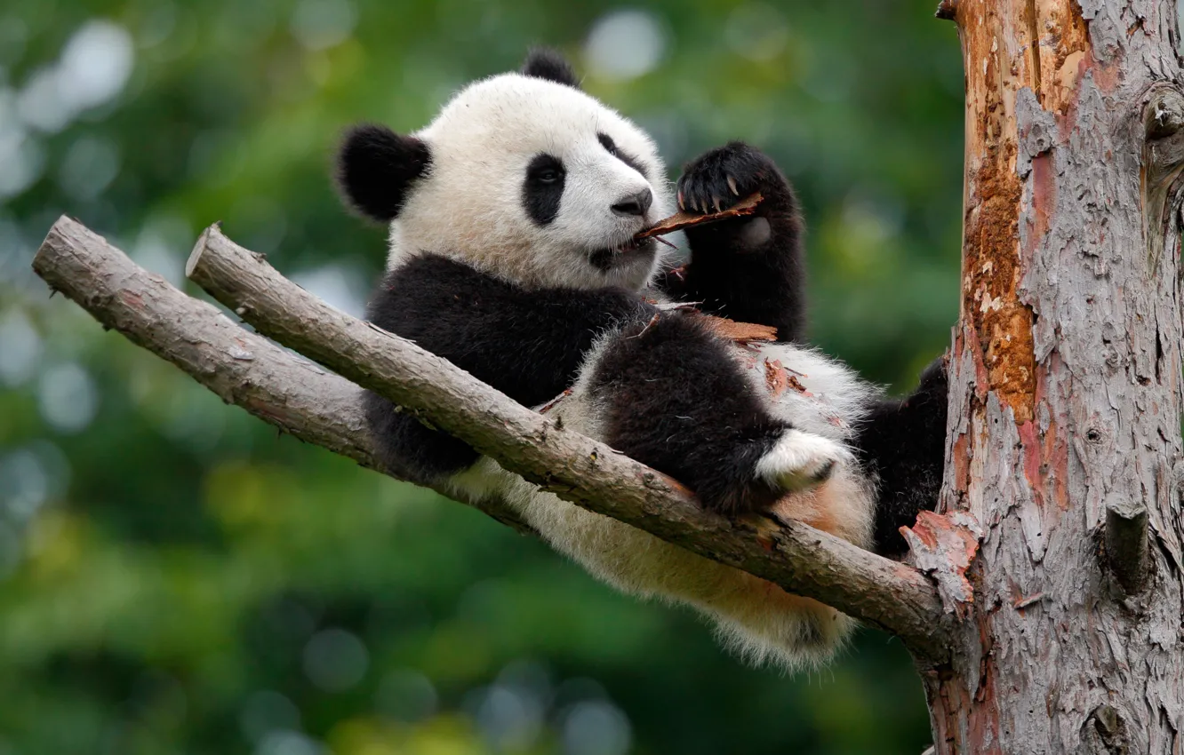 Photo wallpaper trees, nature, bear, Panda, bark, bokeh
