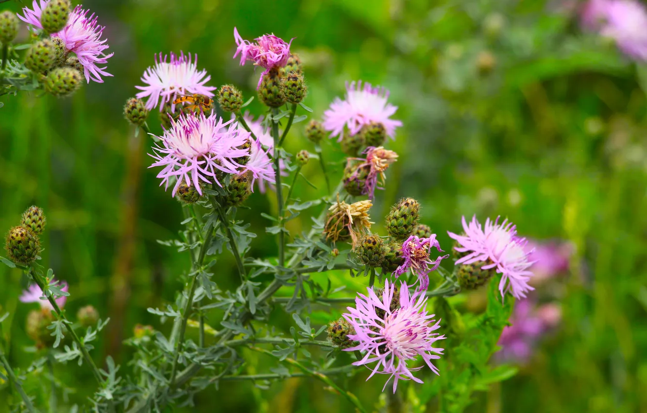 Photo wallpaper flower, pink, meadow