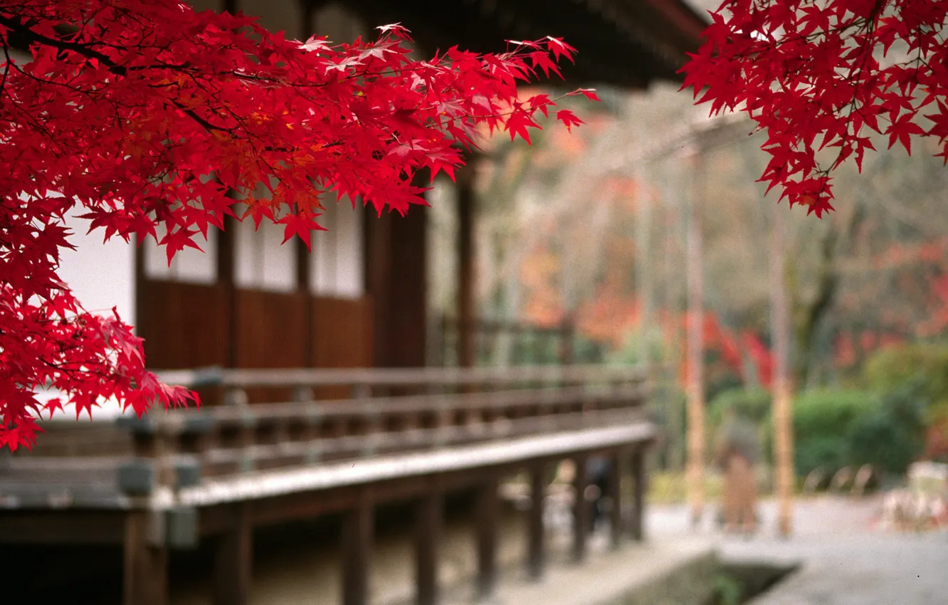 Photo wallpaper autumn, Japan, blur, Japan, maple leaves