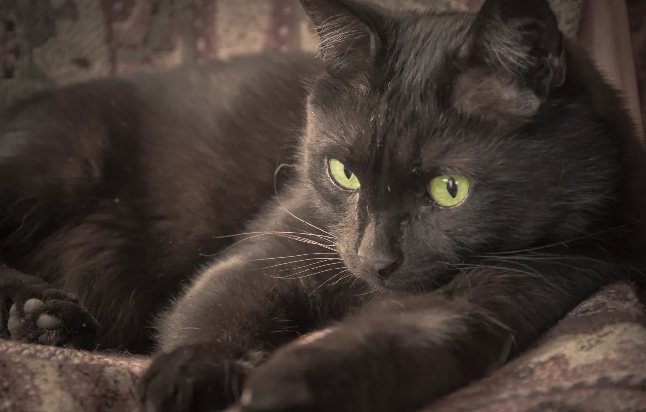 Photo wallpaper eyes, cat, black