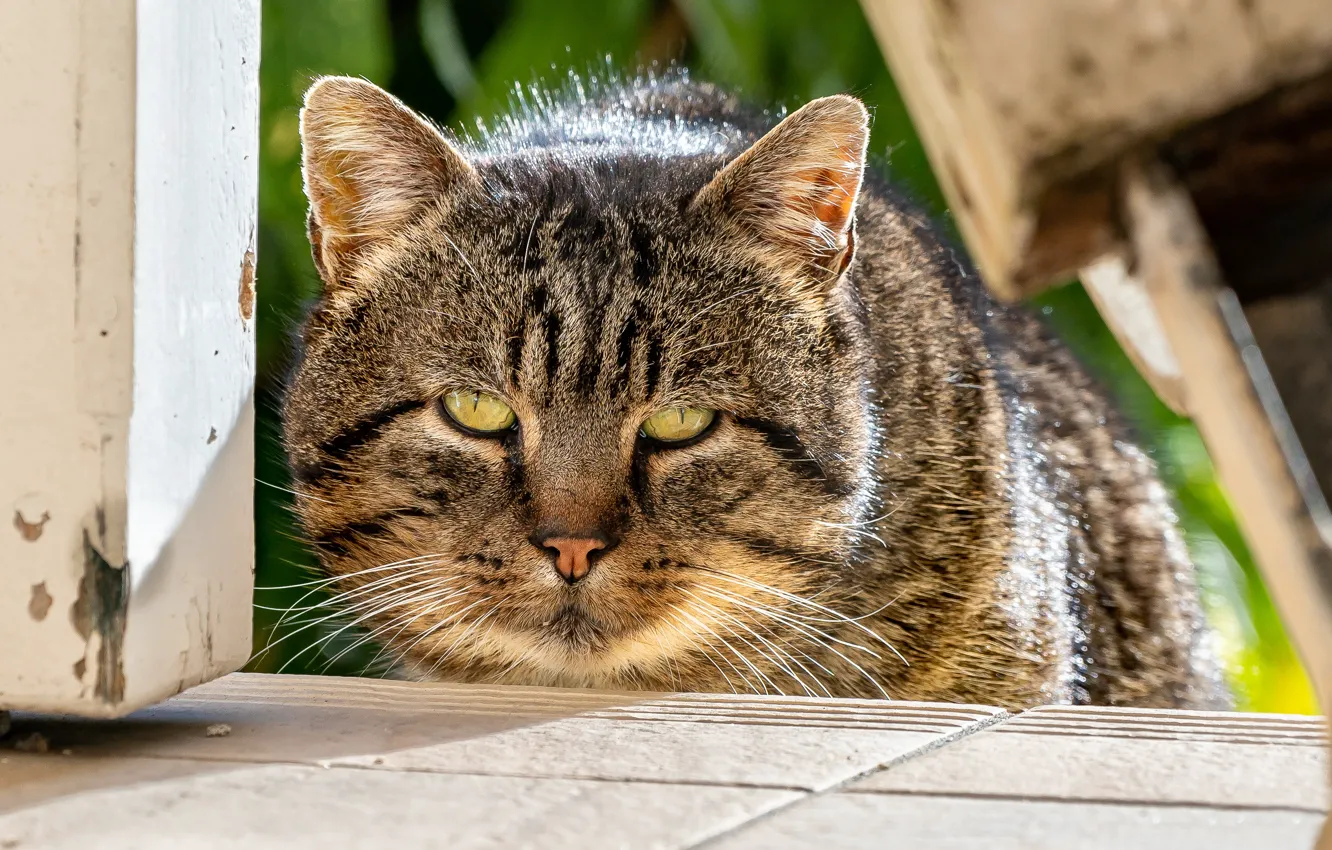 Photo wallpaper cat, look, muzzle, Kote, kotofeich