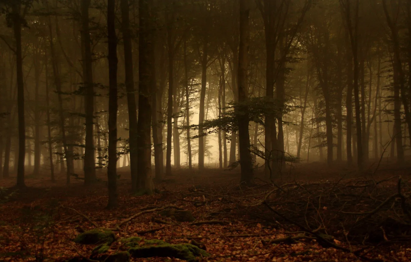 Photo wallpaper Fog, Trees, Forest, Leaves, Branches, Moss