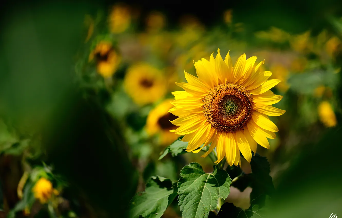Photo wallpaper summer, sunflowers, yellow, focus, blur, Sunny