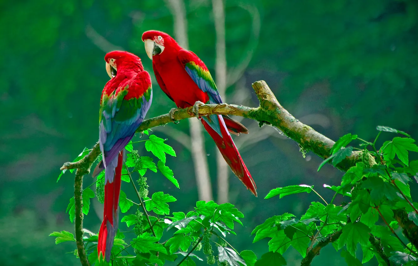 Photo wallpaper forest, leaves, nature, branch, feathers, beak, parrot, pair