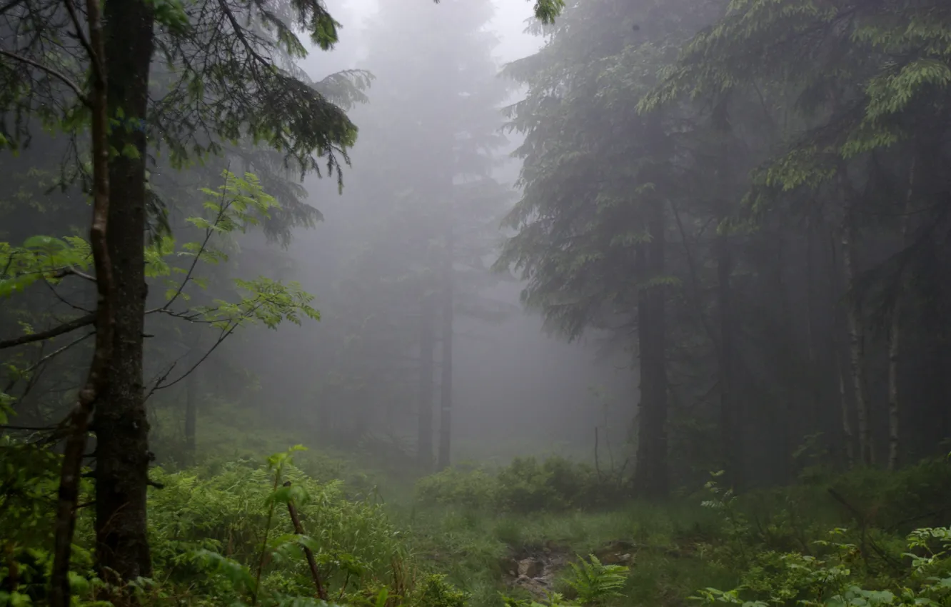 Photo wallpaper forest, trees, nature, fog