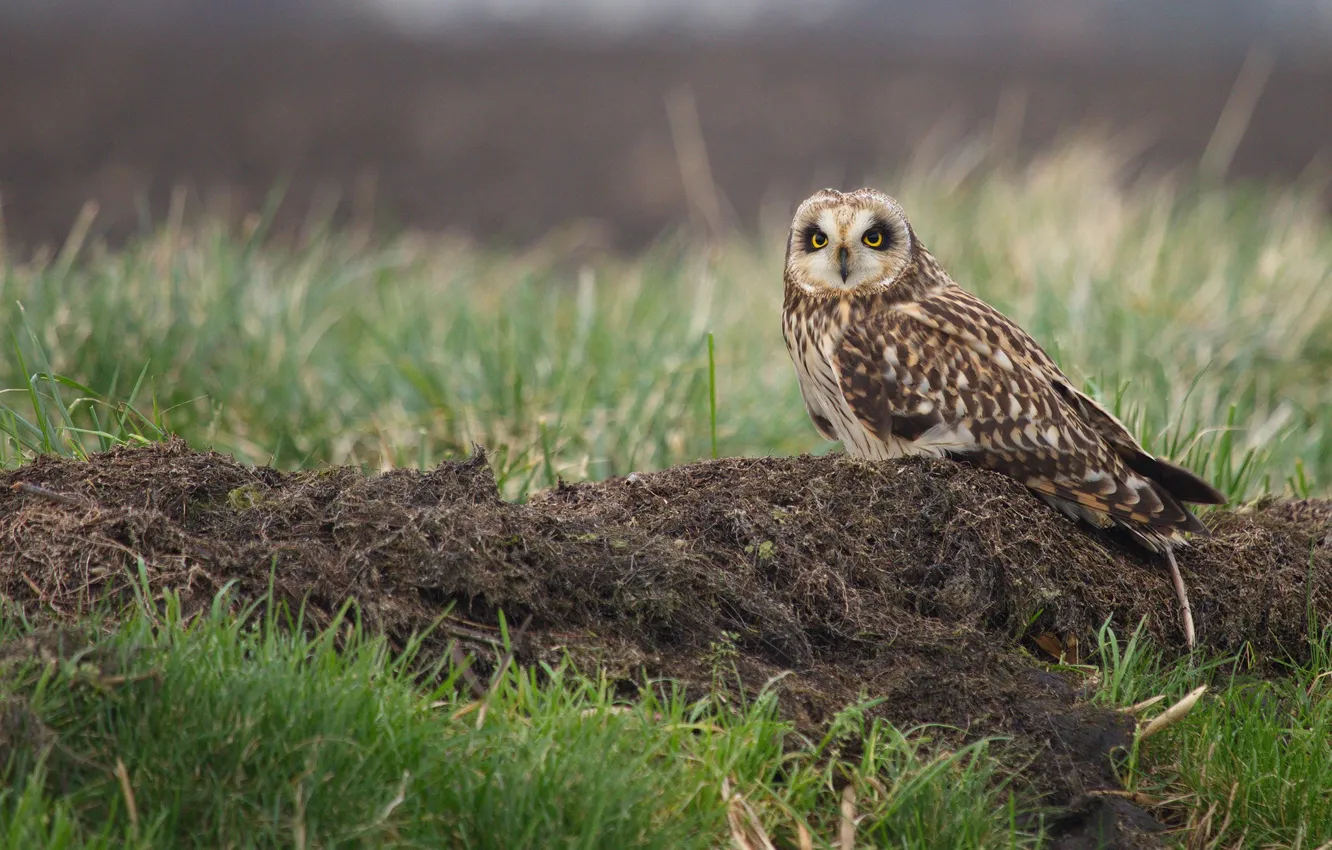 Photo wallpaper field, grass, nature, owl, bird