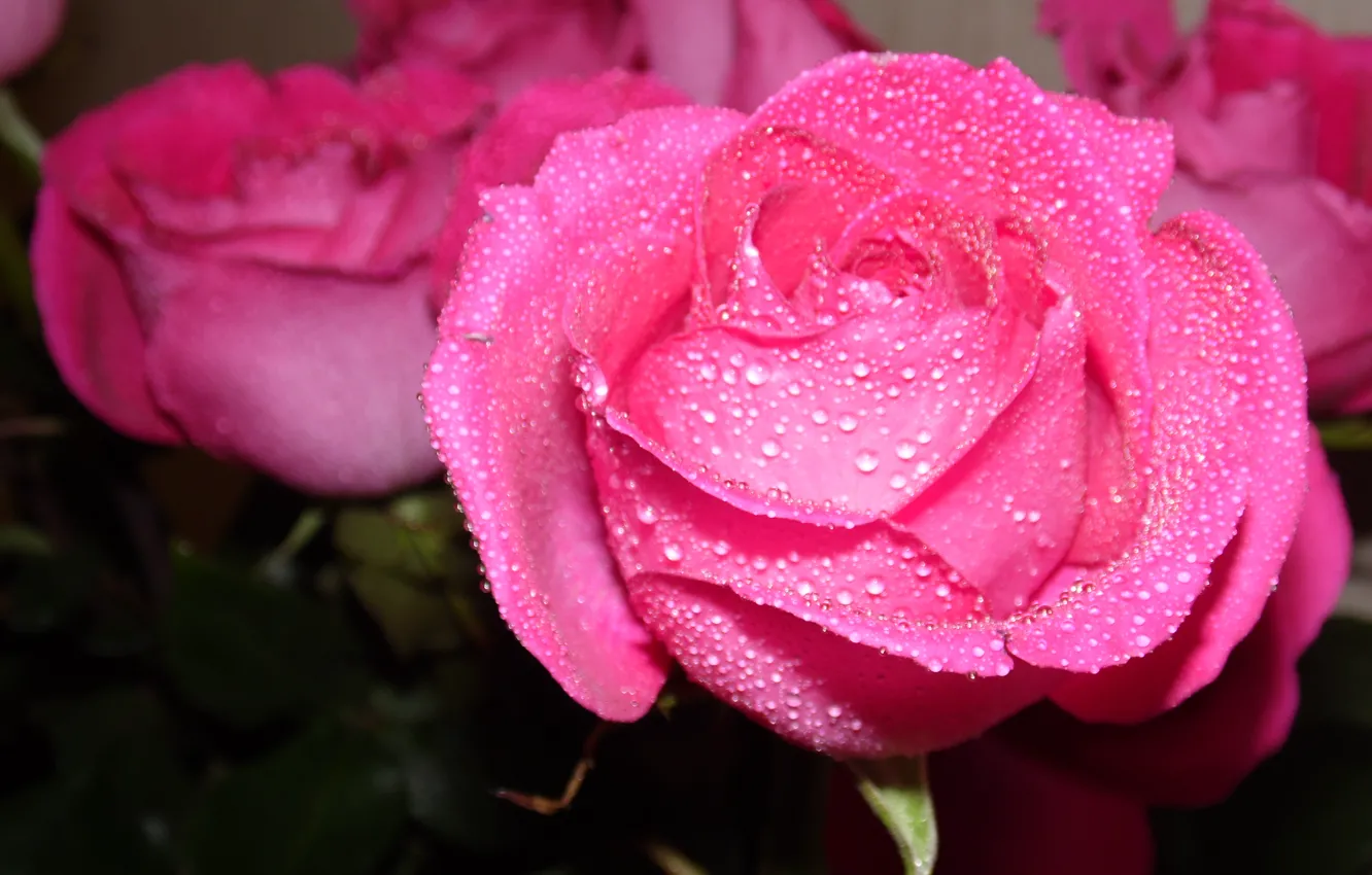 Photo wallpaper joy, gift, tenderness, roses, pink, city