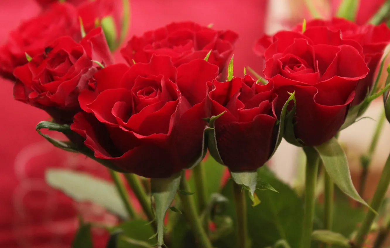 Photo wallpaper red, roses, bouquet, buds