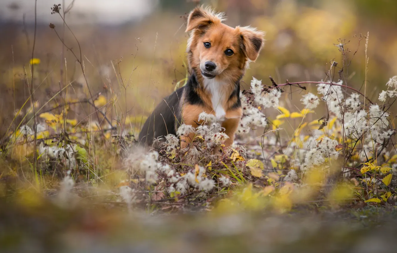 Photo wallpaper nature, each, dog