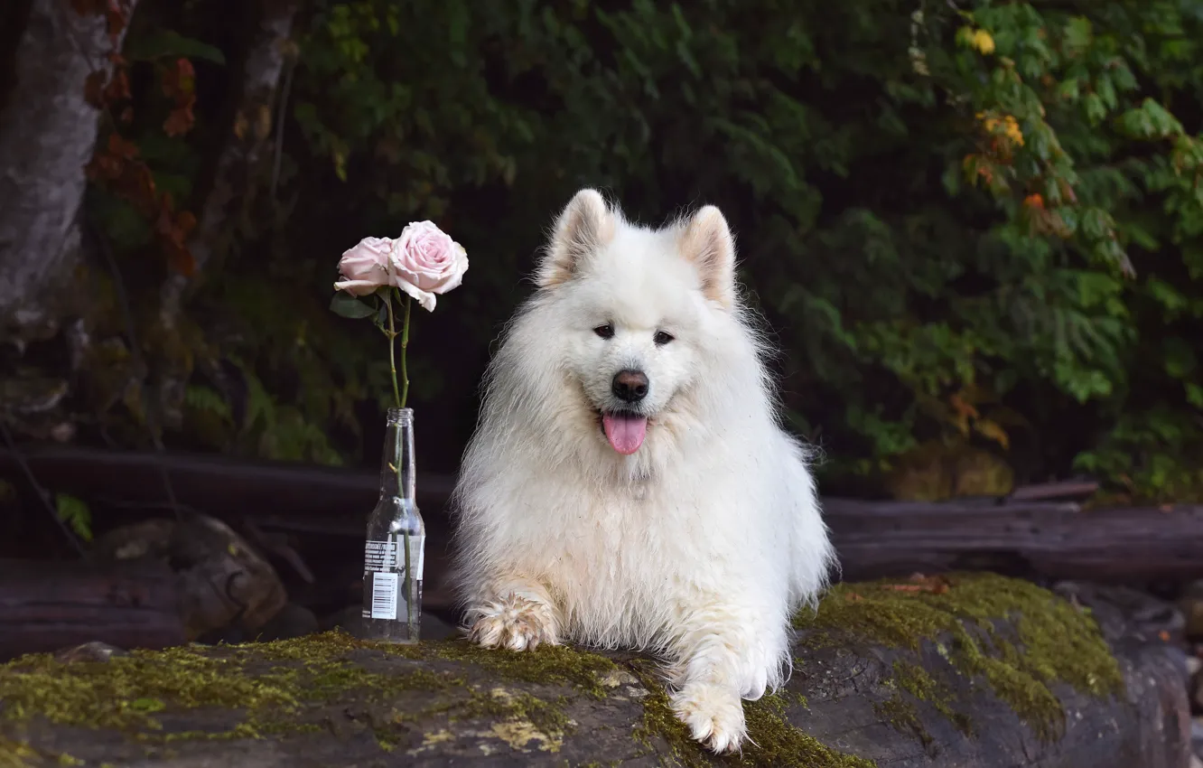 Photo wallpaper look, pose, dog, face, Samoyed