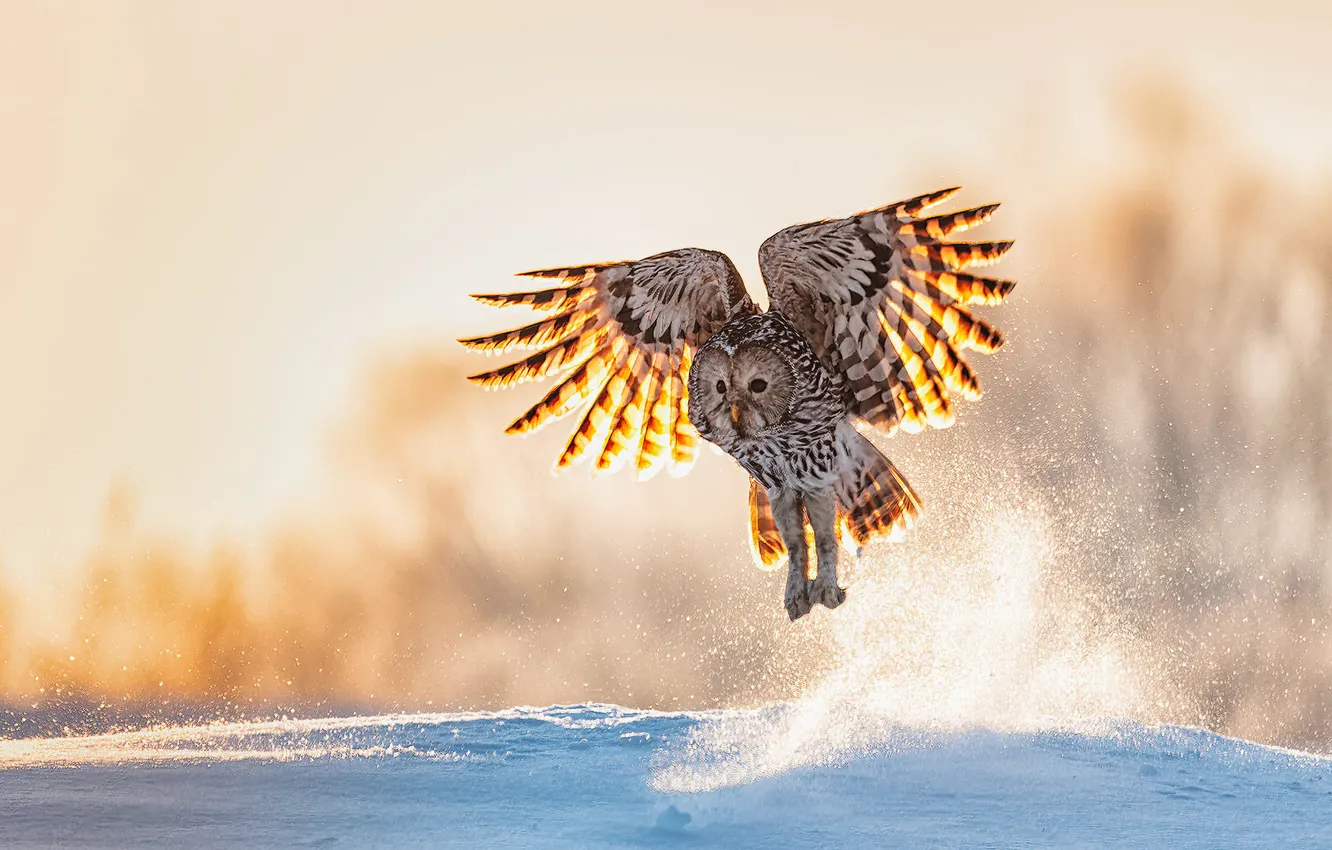 Photo wallpaper winter, field, look, the sun, light, snow, nature, owl