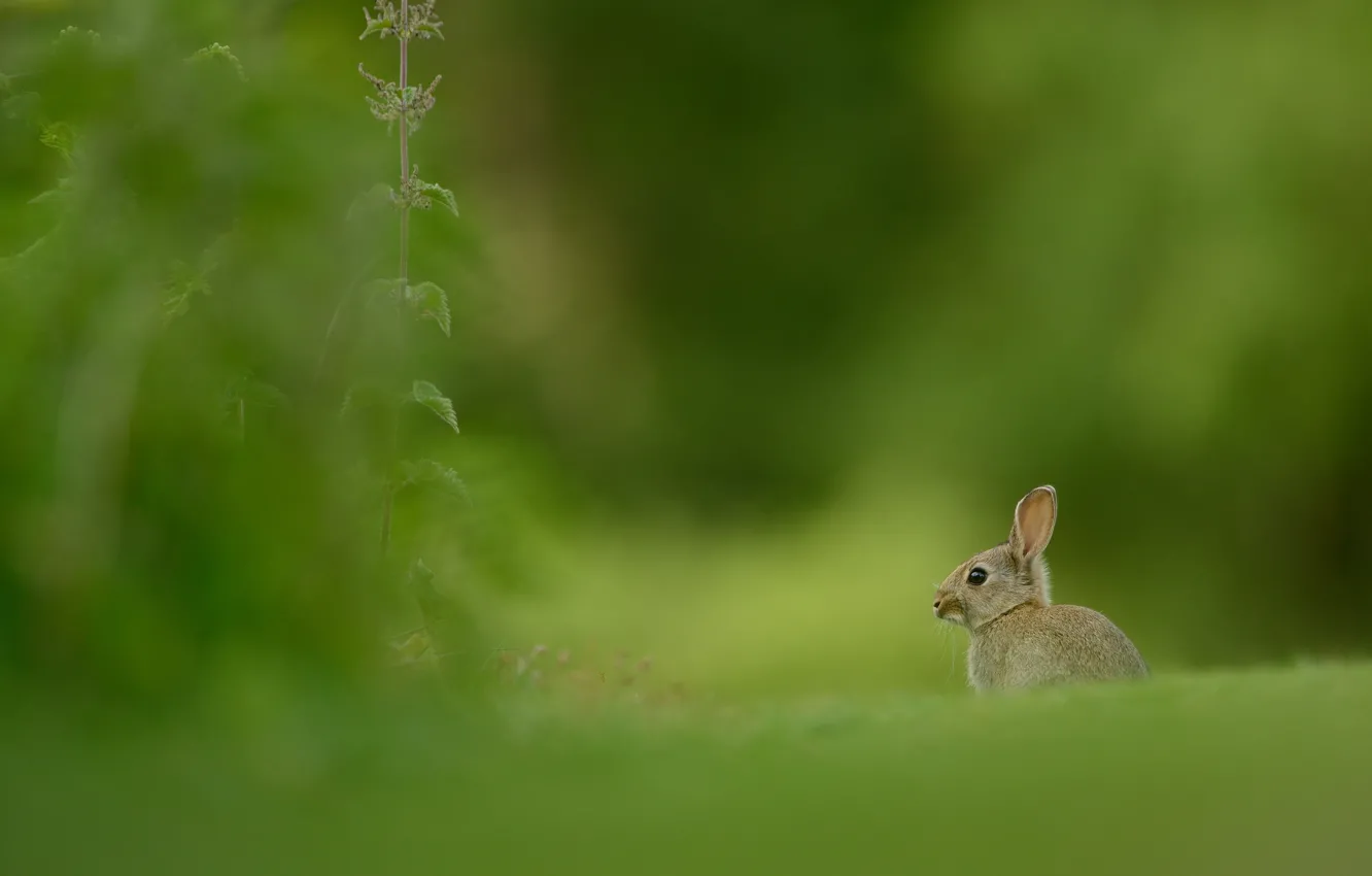 Photo wallpaper greens, grass, look, nature, grey, glade, hare, rabbit