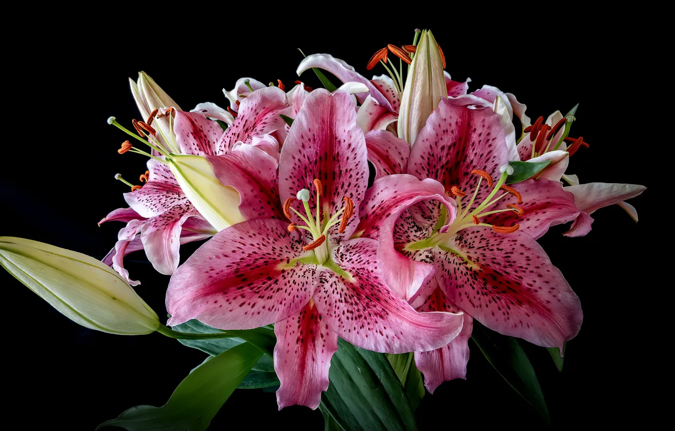 Photo wallpaper flowers, bright, Lily, bouquet, pink, black background, buds, composition