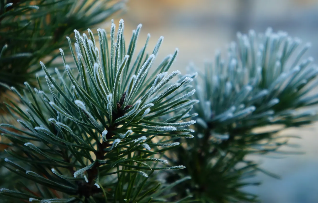 Photo wallpaper green, pine, twig