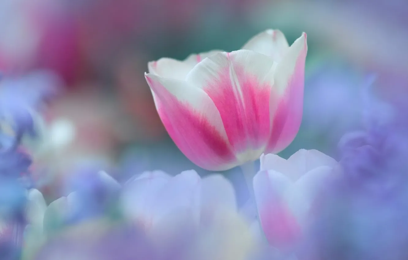 Photo wallpaper white, flowers, tenderness, spring, tulips, pink