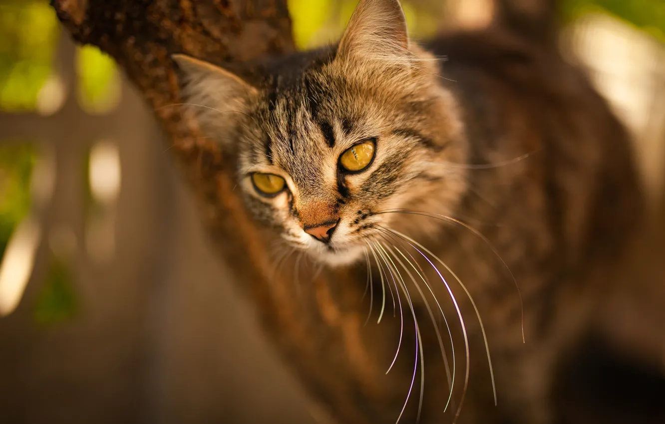 Photo wallpaper cat, cat, muzzle, bokeh, cat, Victoria Gerasimenko