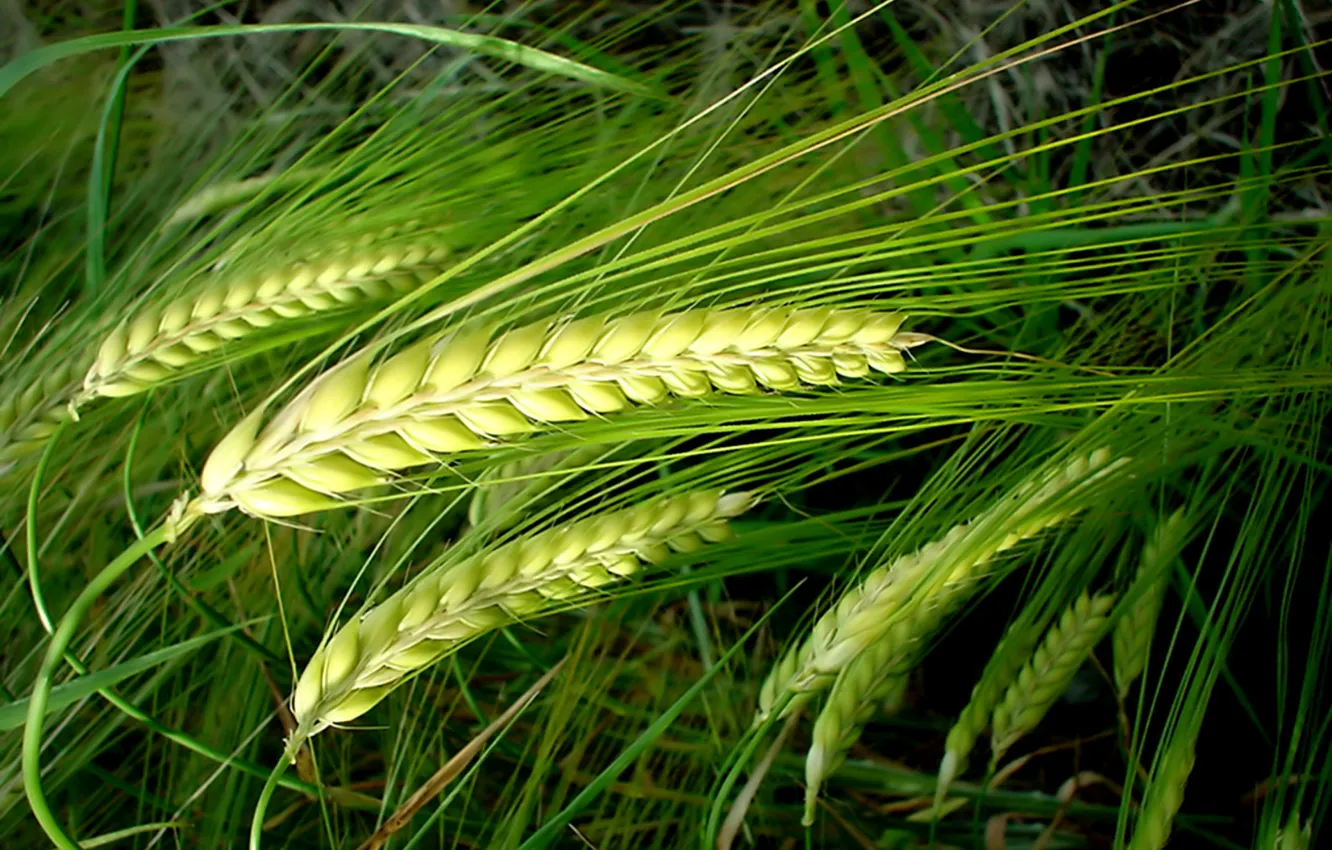 Photo wallpaper green, rye, ears