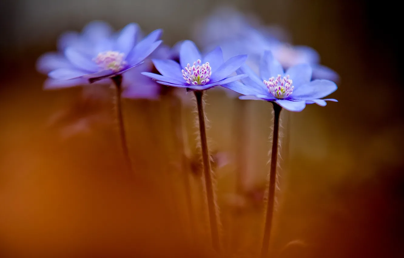 Photo wallpaper flowers, spring, Anemone hepatica