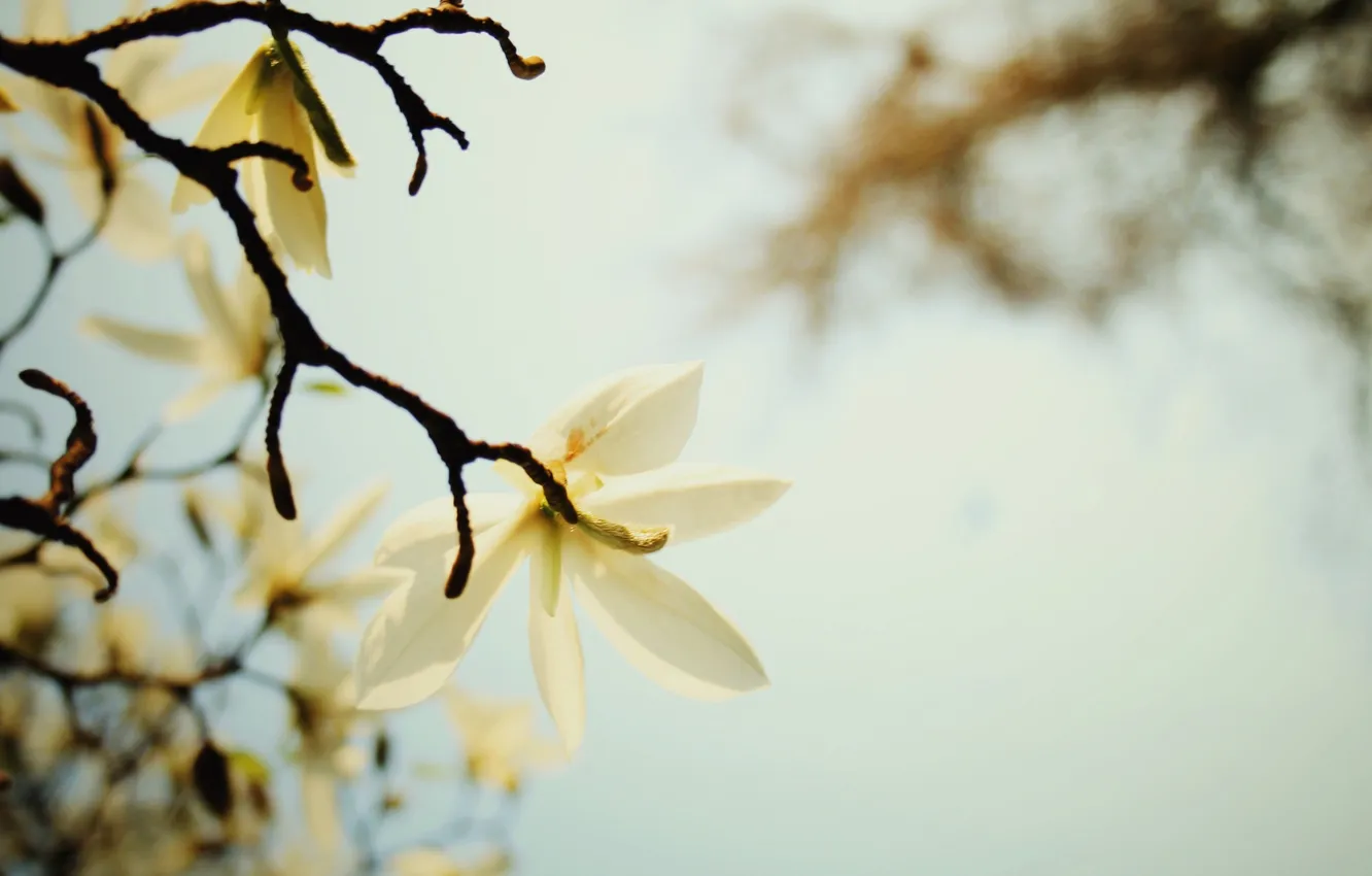 Photo wallpaper white, flower, the sky, macro, branch, spring, petals