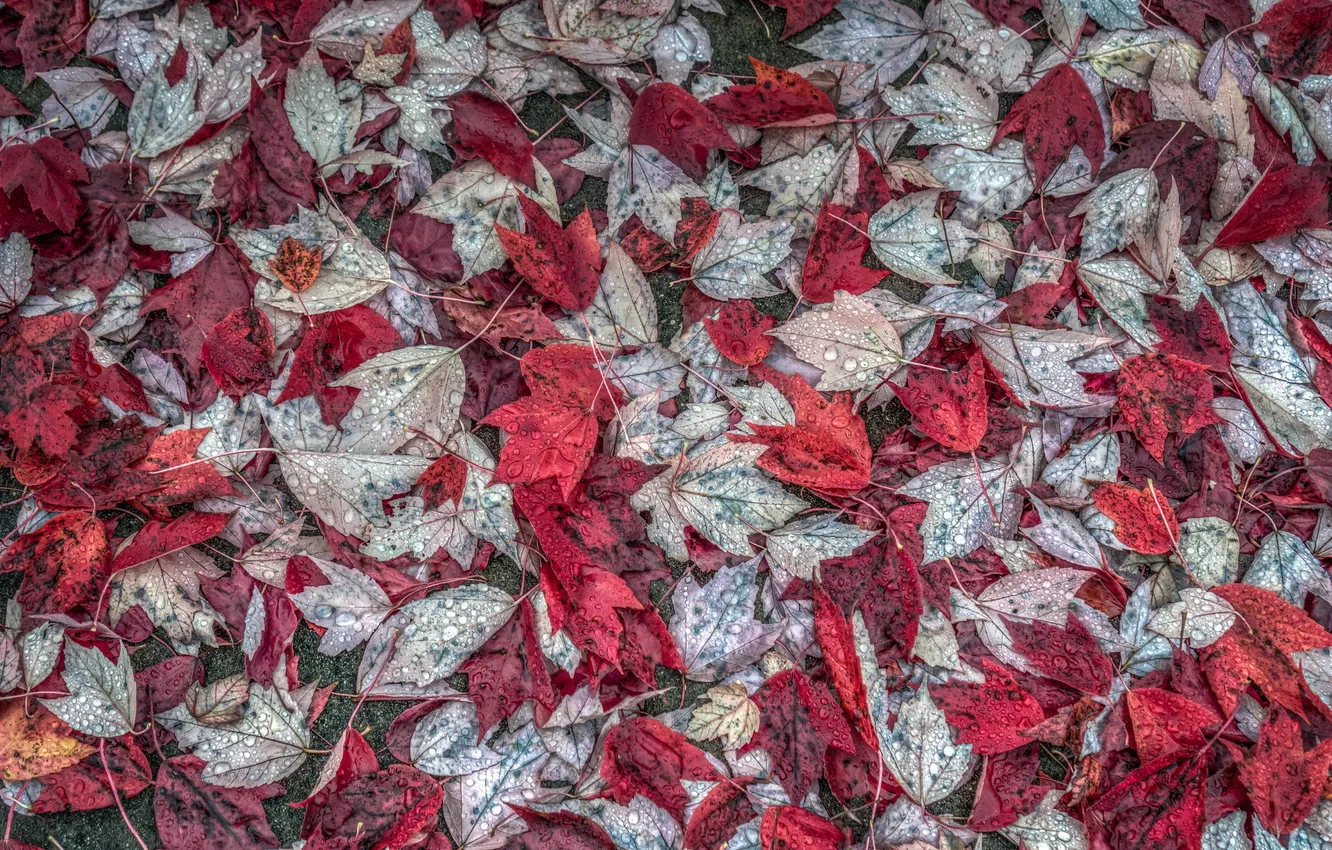 Photo wallpaper autumn, leaves, nature