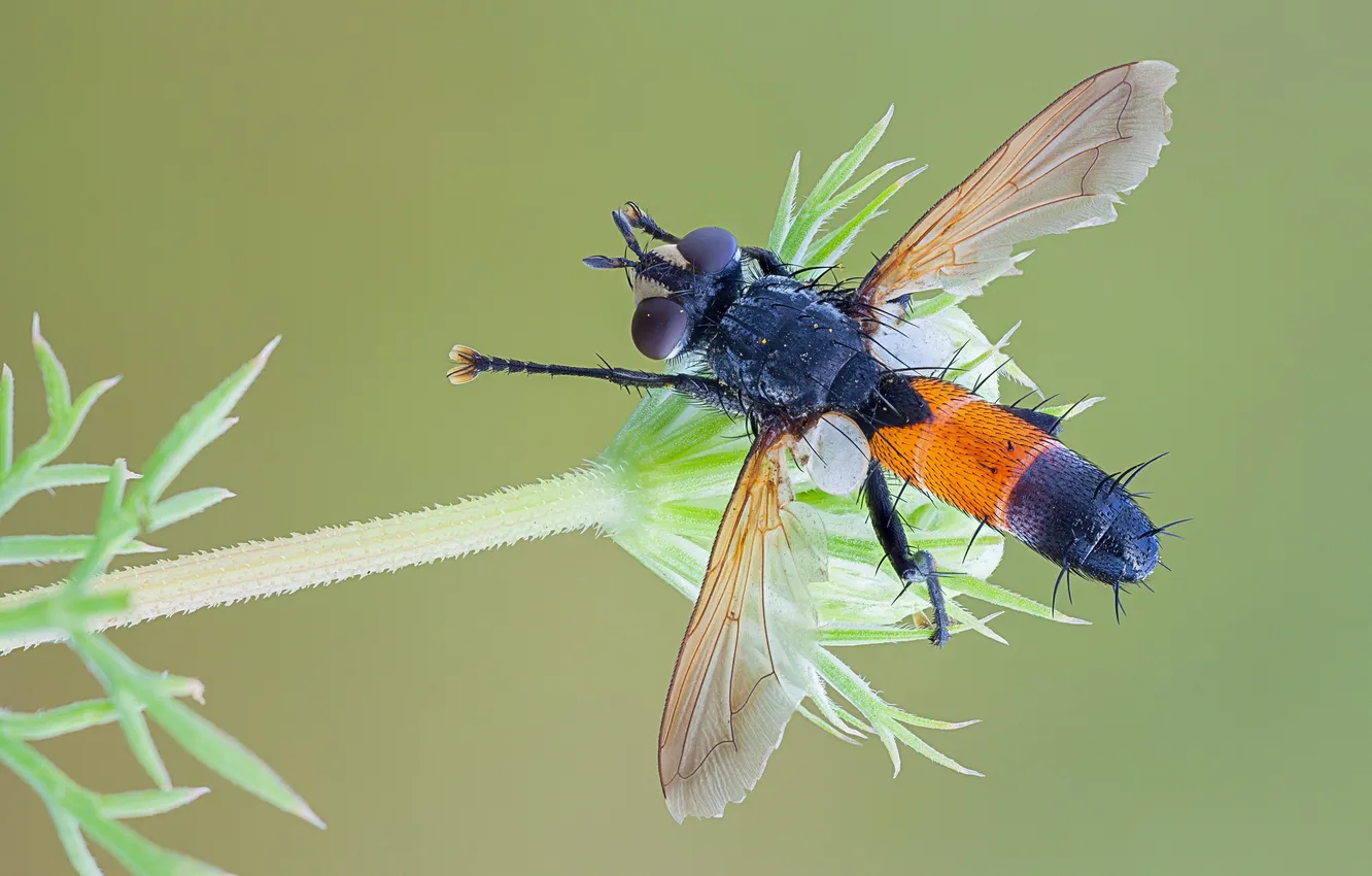 Photo wallpaper macro, fly, a blade of grass