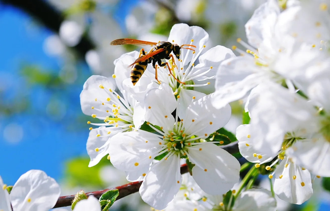 Photo wallpaper flowers, branches, OSA, petals