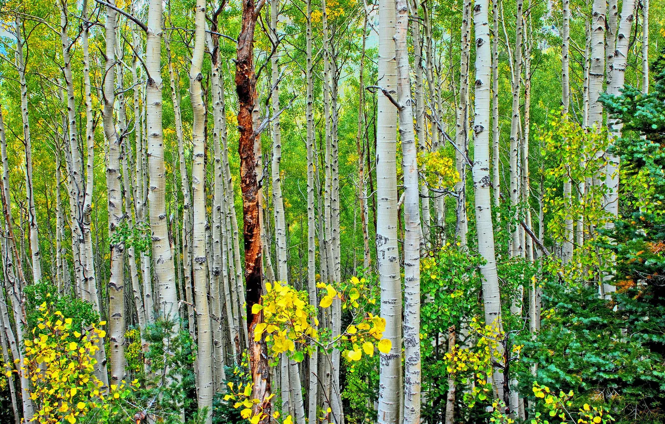 Photo wallpaper autumn, leaves, trees, grove, aspen