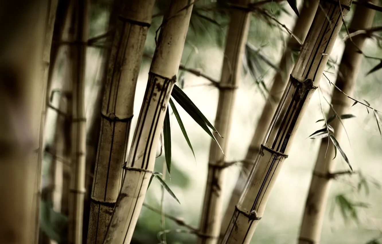 Photo wallpaper grass, leaves, Bamboo