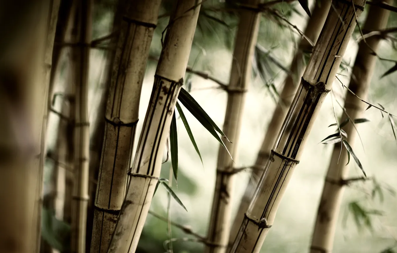 Photo wallpaper grass, leaves, bamboo