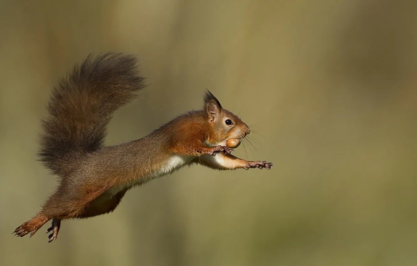 Photo wallpaper flight, jump, protein, tail, animal, rodent, nut