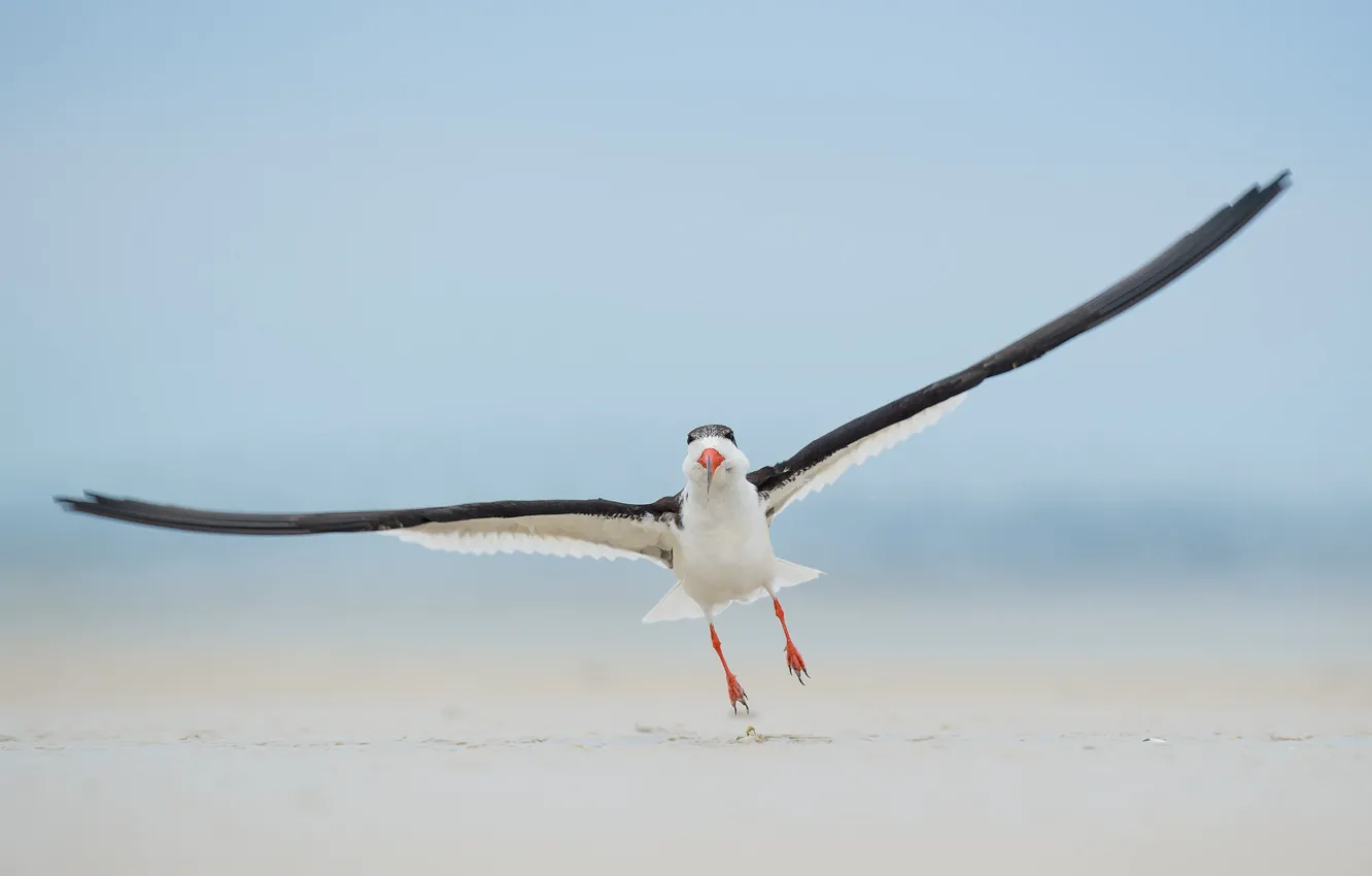 Photo wallpaper beach, bird, wildlife, Landing, black skimmer