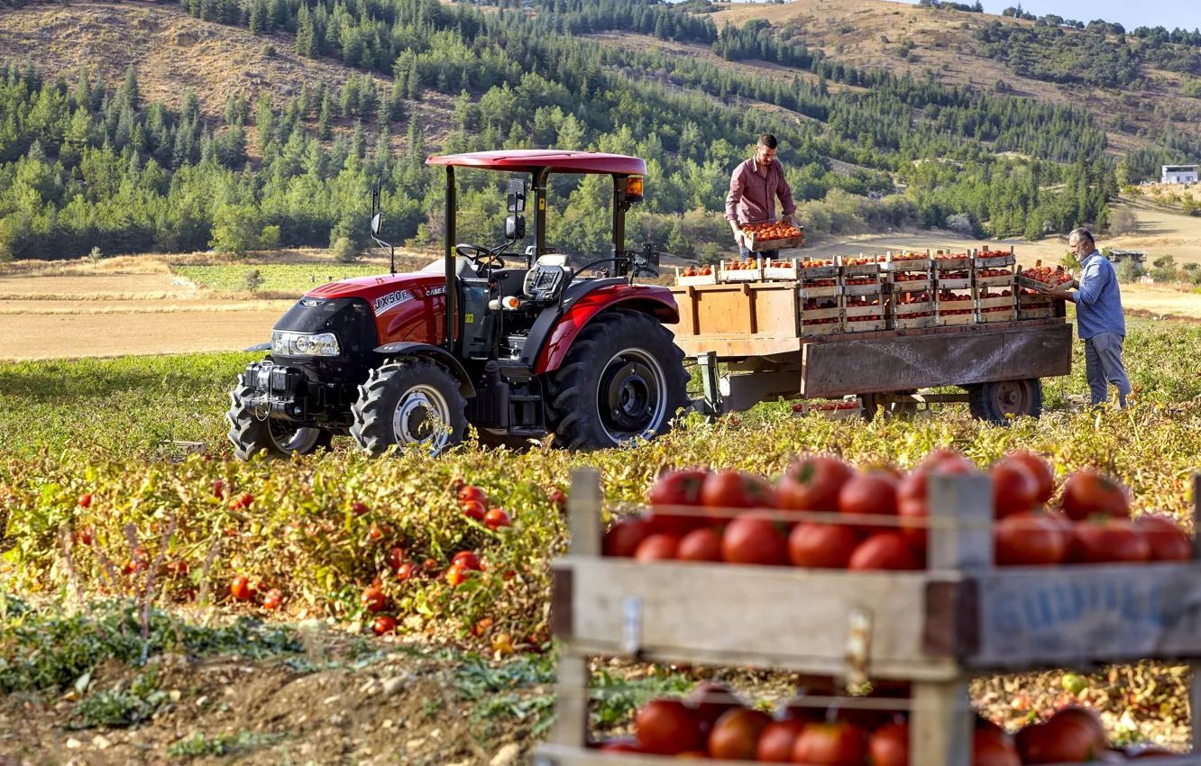 Photo wallpaper tractor, tomato, agriculture, Case IH JX50E