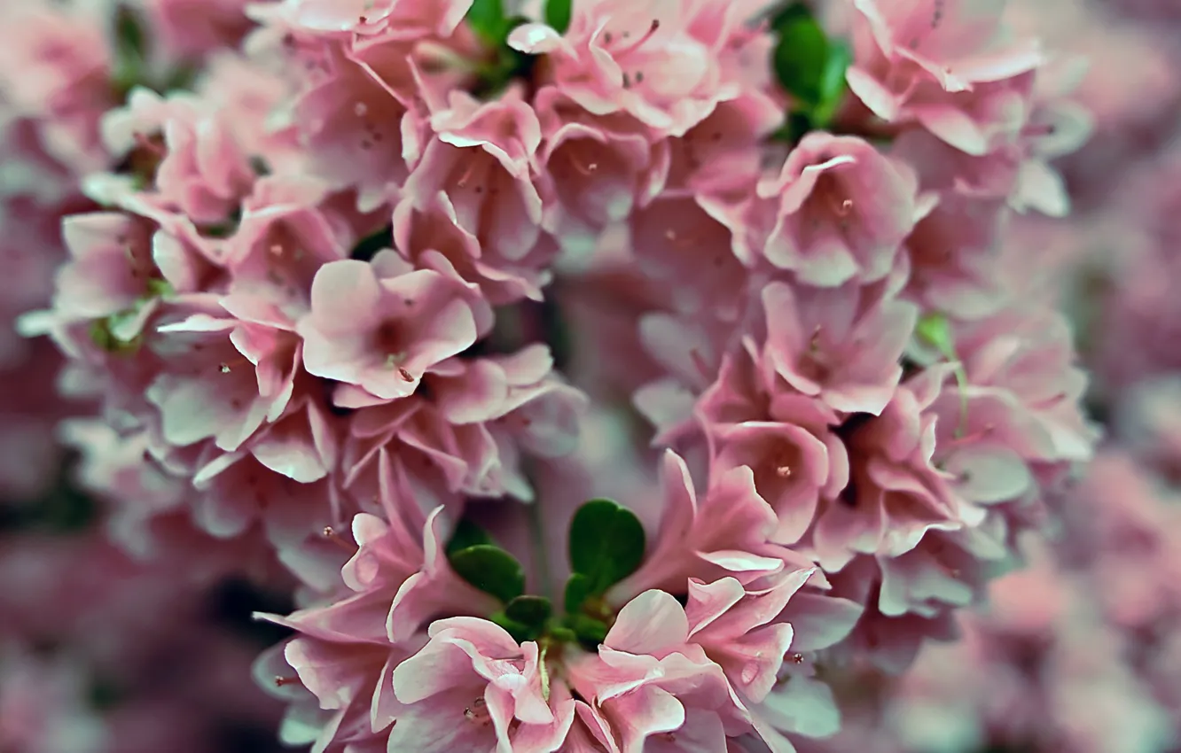 Photo wallpaper flowers, pink, pink, flowers