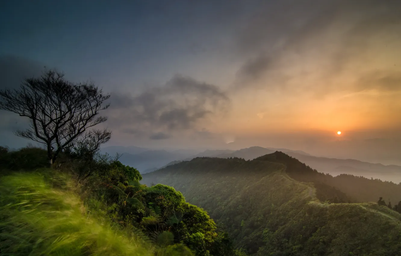 Photo wallpaper the sun, clouds, mountains, tree, dawn, forest