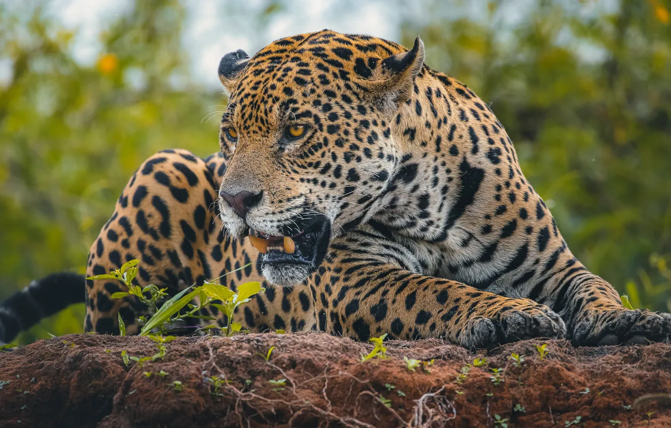 Photo wallpaper face, predator, Jaguar, wild cat