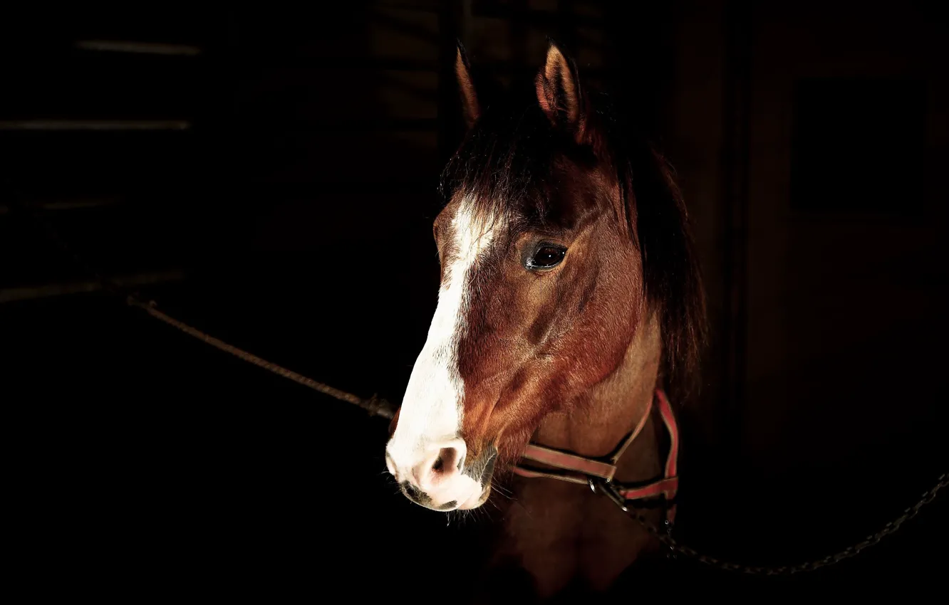 Photo wallpaper look, face, darkness, horse, horse, portrait, chain, black background