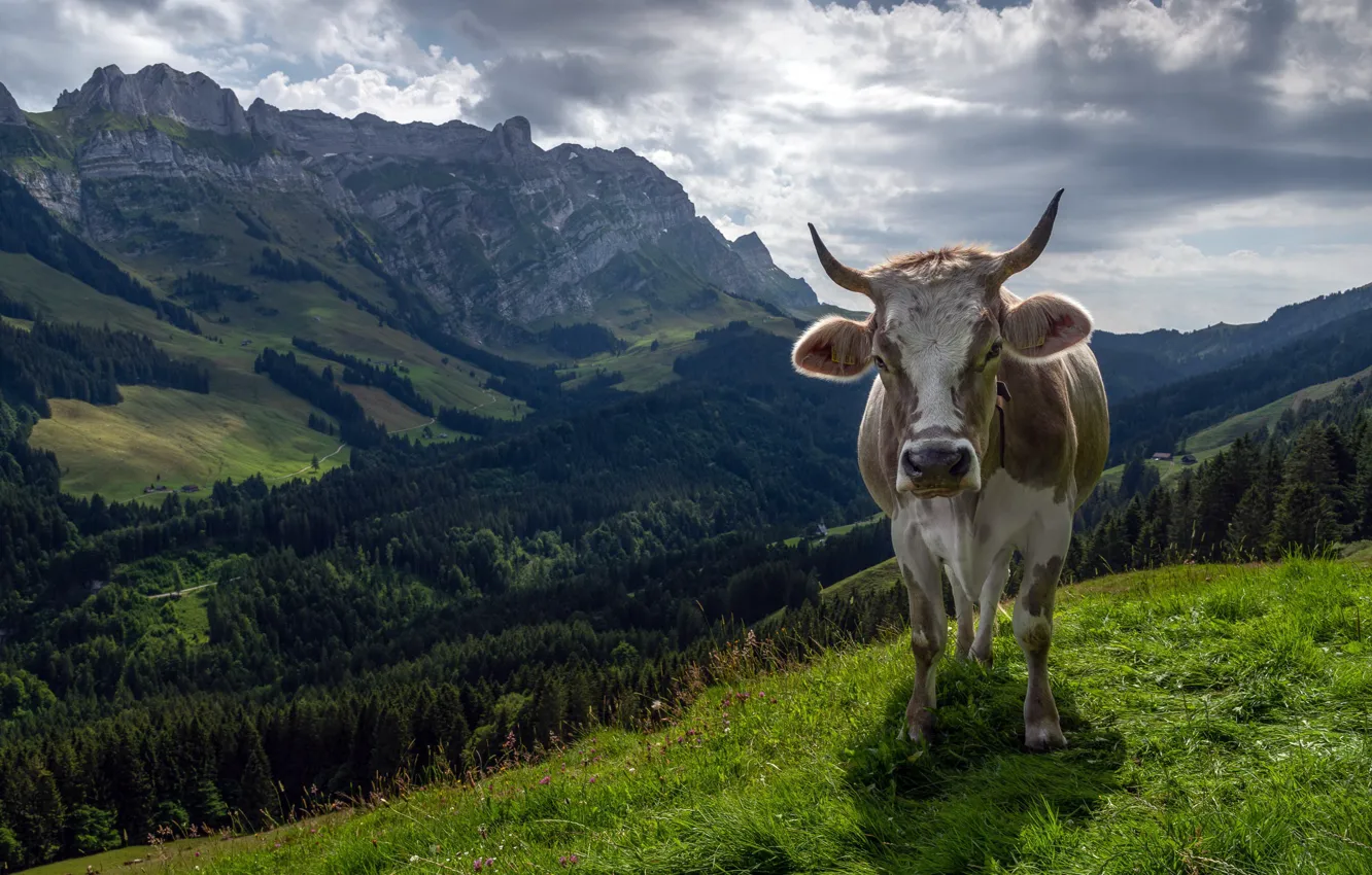 Photo wallpaper mountains, nature, cow