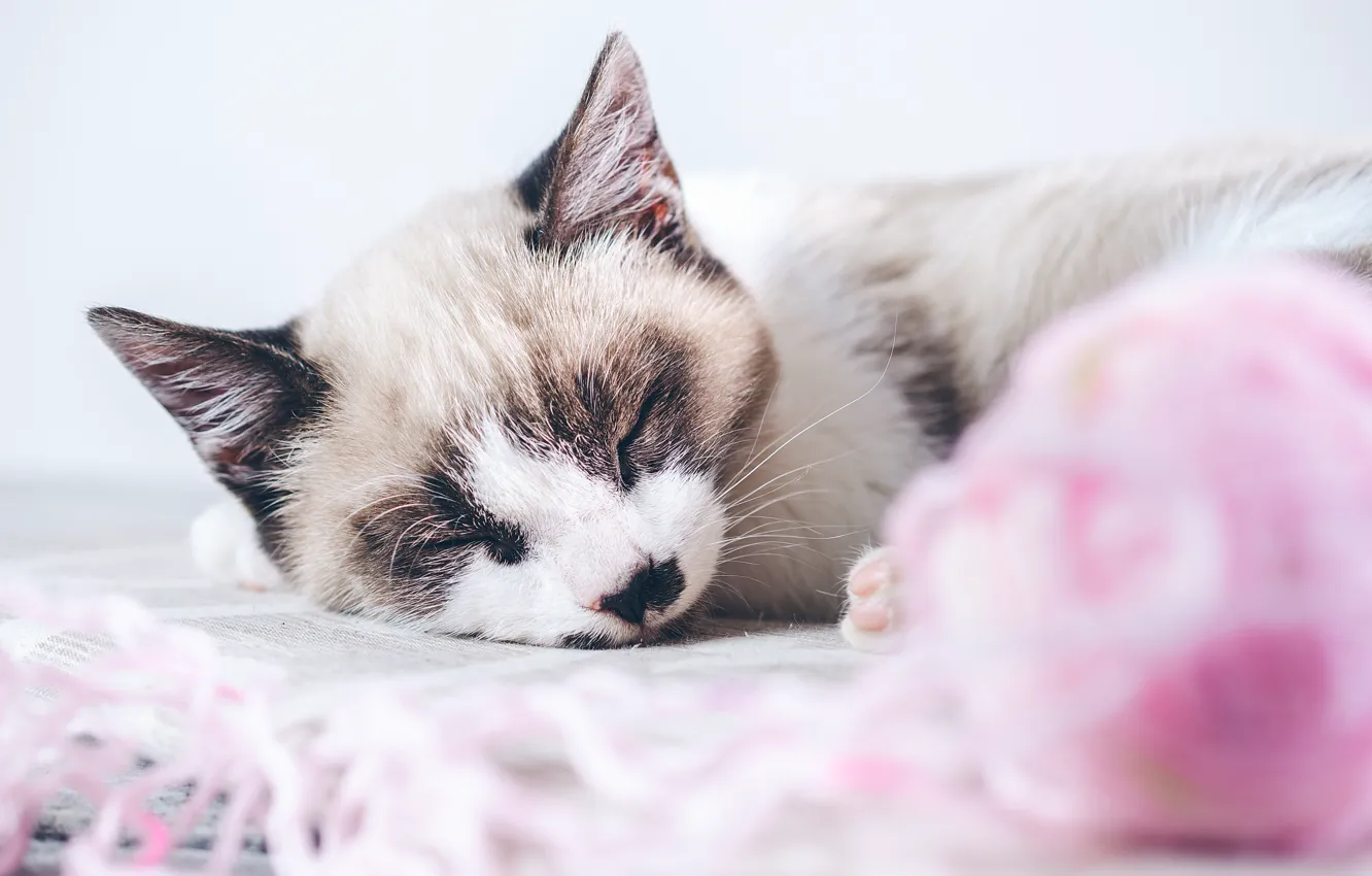 Photo wallpaper cat, tangle, sleeping, kitty
