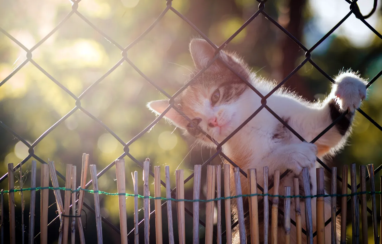 Photo wallpaper cat, light, mesh, the fence, kitty