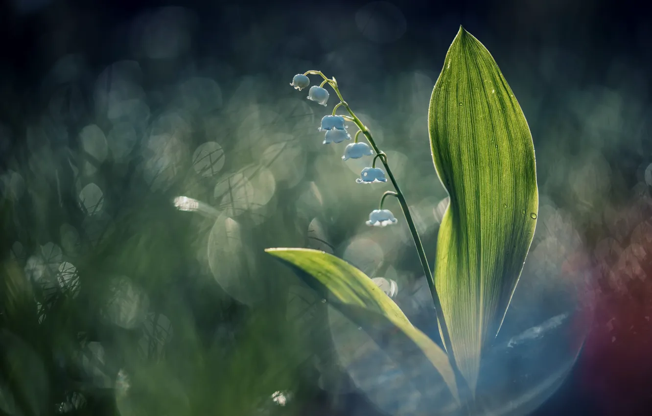 Photo wallpaper flower, nature, Lily of the valley