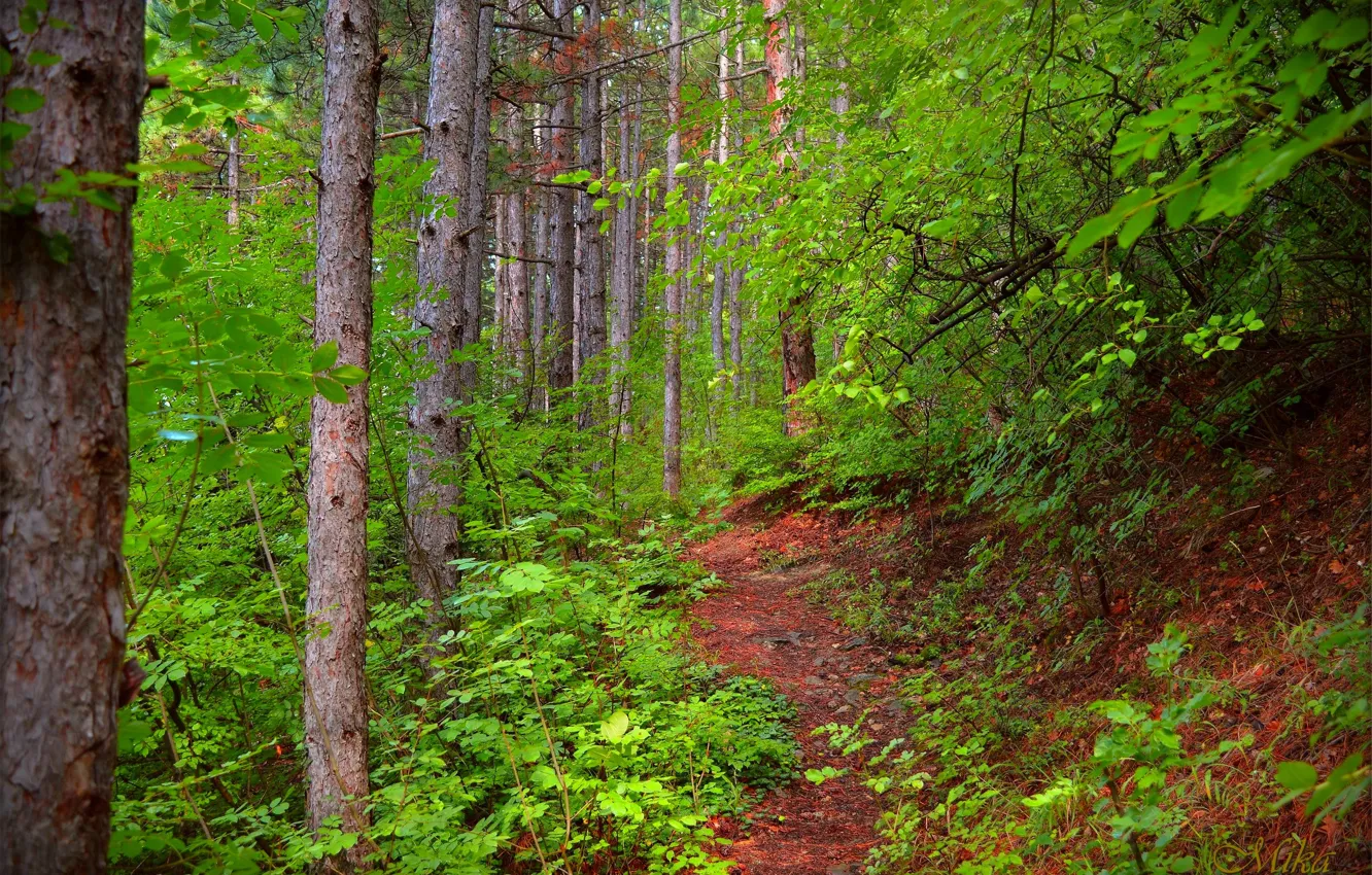 Photo wallpaper forest, trees, trail, forest, trees, path