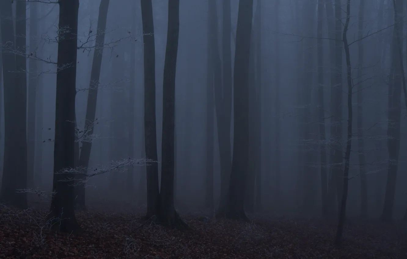 Photo wallpaper forest, trees, night, nature, fog, twilight, Niklas Hamisch