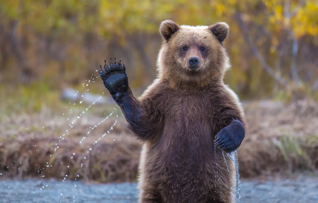 Photo wallpaper paw, bear, bear, hi