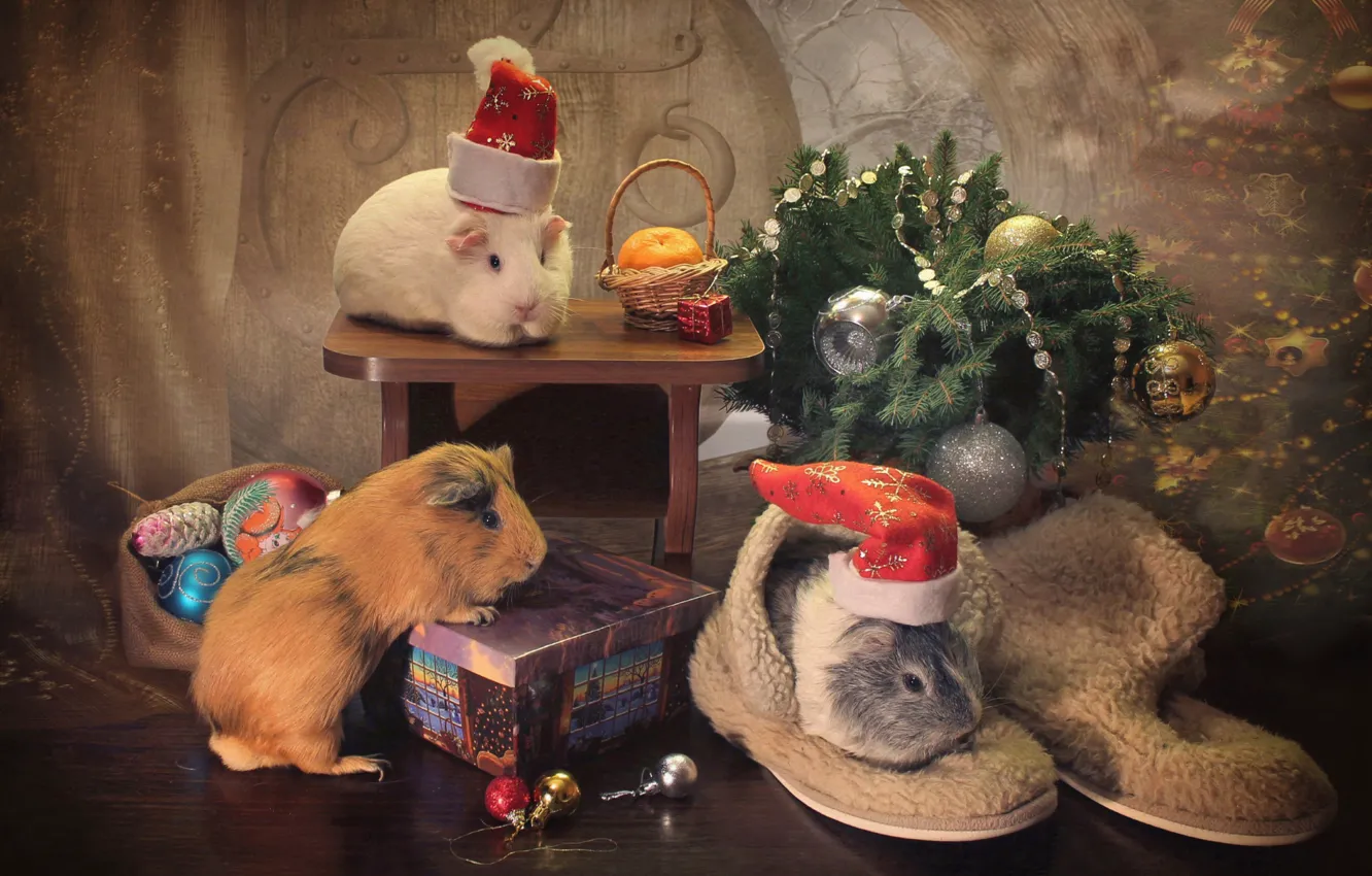 Photo wallpaper animals, holiday, toys, spruce, Guinea pigs, boots