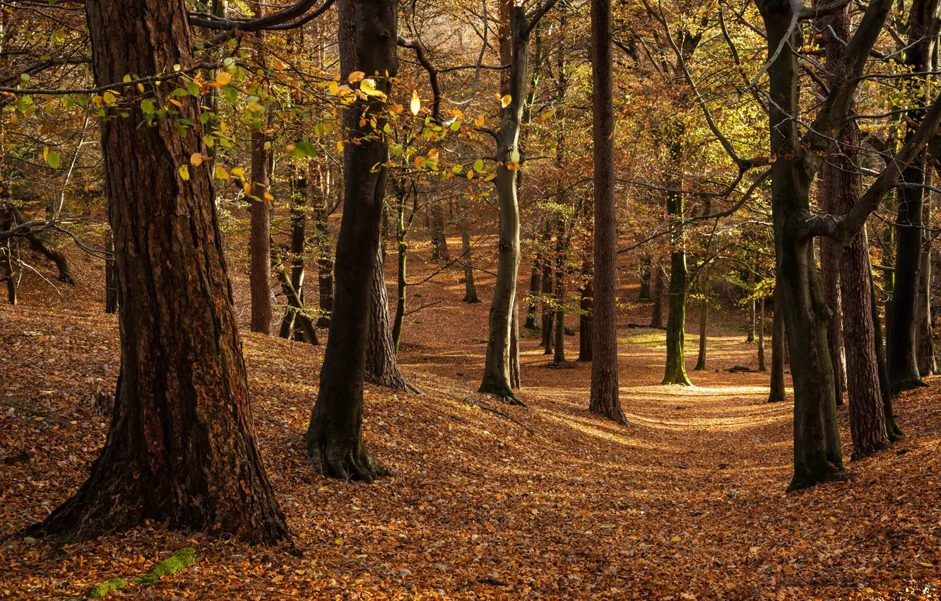 Photo wallpaper autumn, forest, light, trees, Park, foliage, trunk, falling leaves