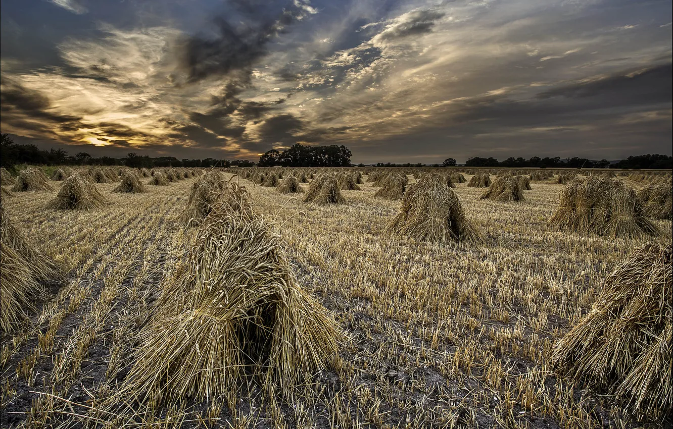 Photo wallpaper field, the evening, twilight, sheaves, the harvest