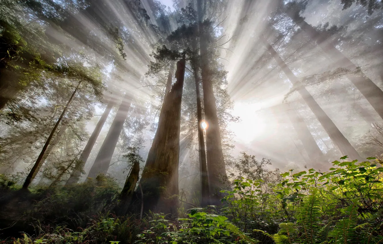 Photo wallpaper forest, the sun, rays, light, trees, nature, haze
